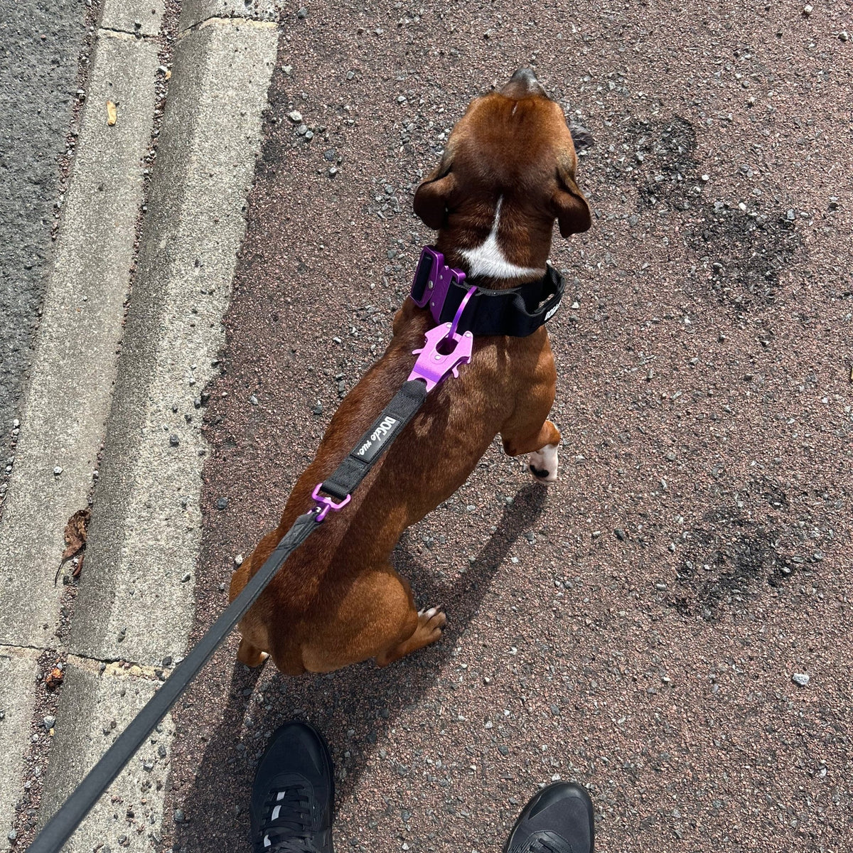 Laisse Tactique – Signature – Magic Purple - Dog De Rue