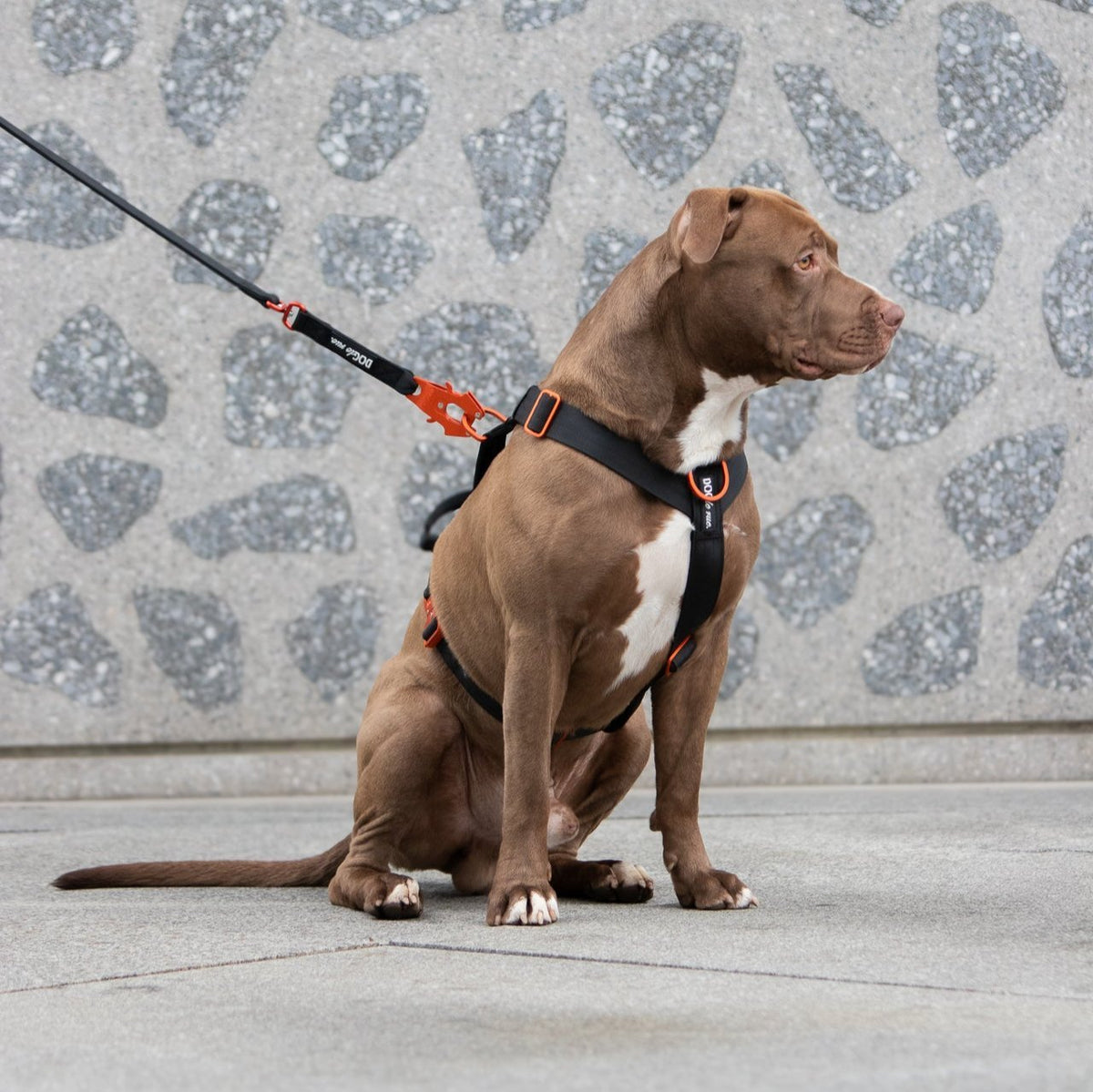 Harnais Anti - Traction – Signature – Hot Orange - Dog De Rue
