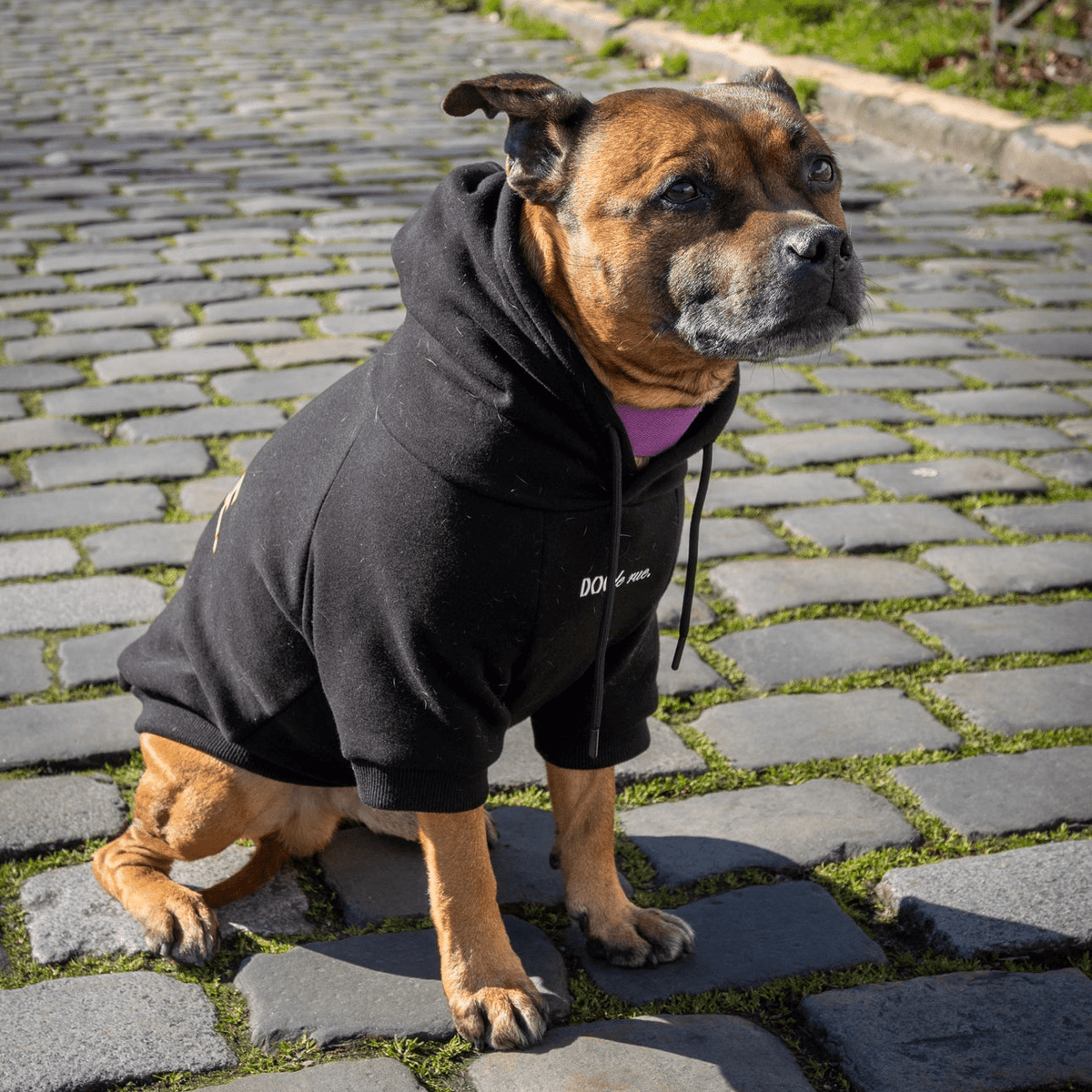 Hoodie Alumni - Dog De Rue