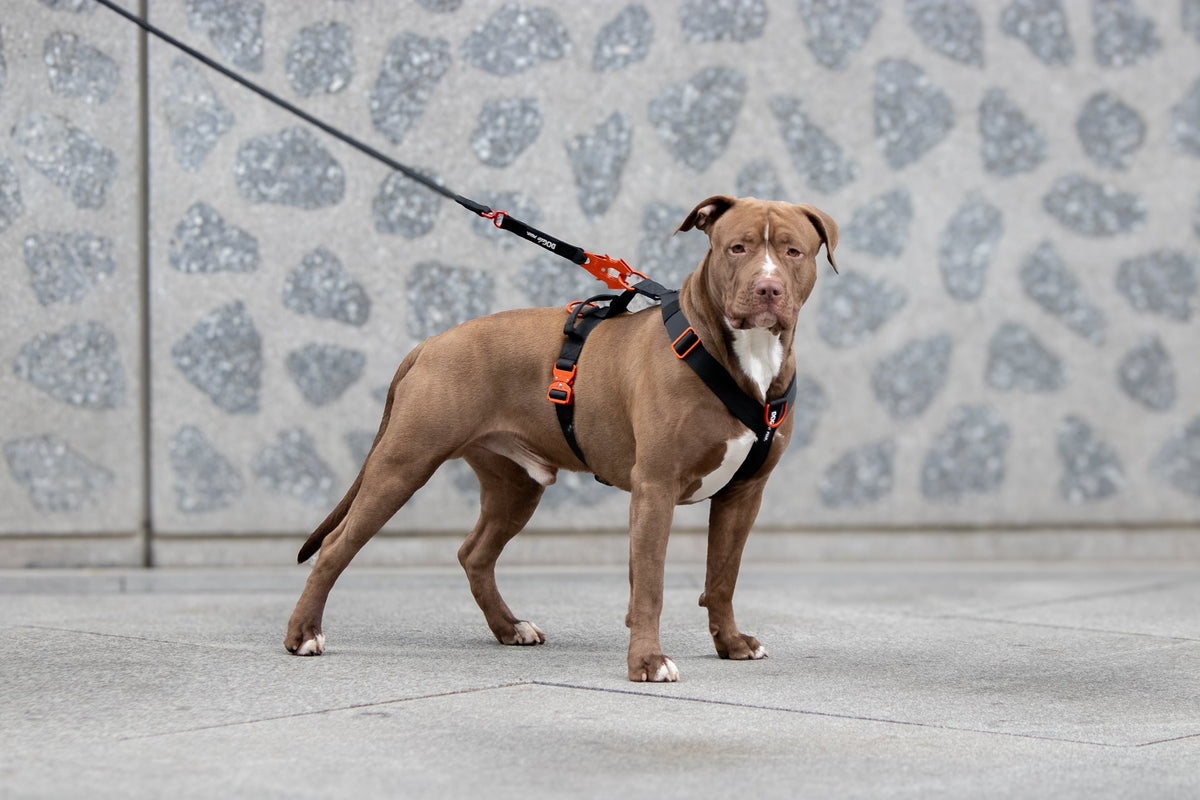 Harnais anti-traction ou collier tactique : quel est le meilleur choix pour ton chien ? - Dog De Rue