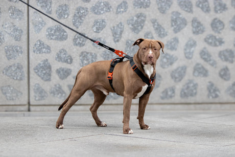 Harnais anti-traction ou collier tactique : quel est le meilleur choix pour ton chien ? - Dog De Rue