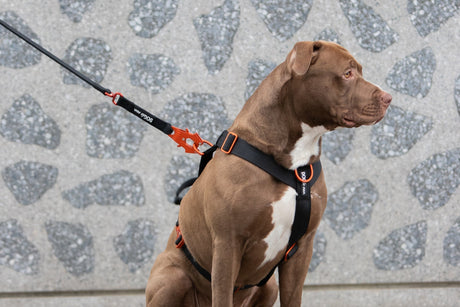 Chien qui tire en laisse : comment reprendre le contrôle efficacement ? - Dog De Rue