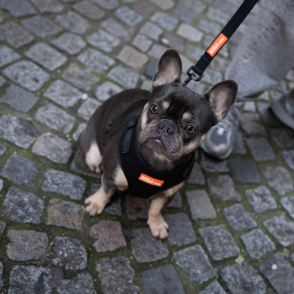 Sellerie pour chien