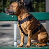 Harnais Anti - Traction - Élite Noir - Dog De Rue