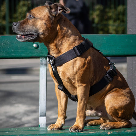 Harnais Anti - Traction - Élite Noir - Dog De Rue