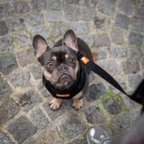 Laisse - Flare Core - Dog De Rue