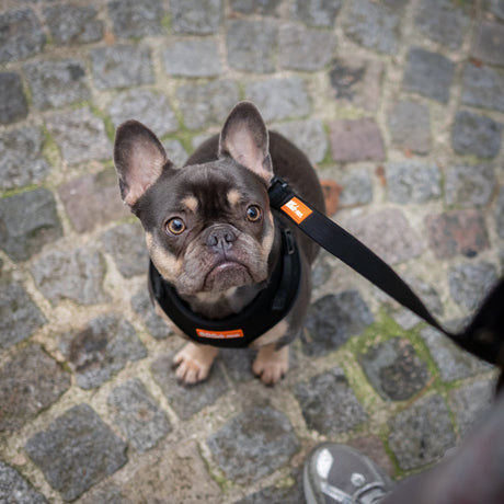 Laisse - Flare Core - Dog De Rue