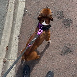 Laisse Tactique – Signature – Magic Purple - Dog De Rue
