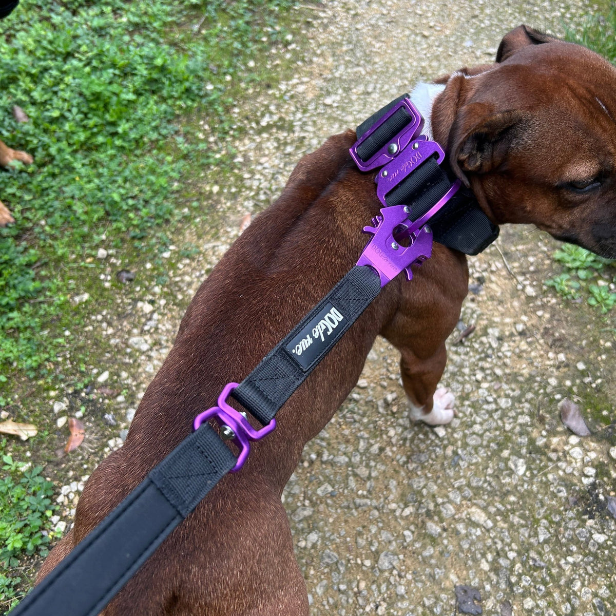 Laisse Tactique – Signature – Magic Purple - Dog De Rue