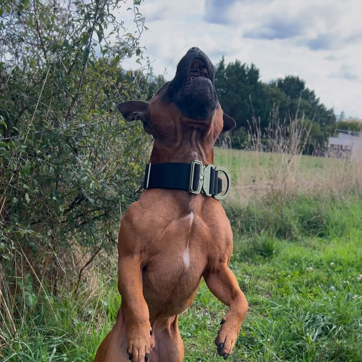 Collier Tactique 5cm – Signature – Army Green - Dog De Rue