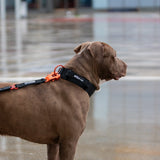 Laisse Tactique – Signature – Hot Orange - Dog De Rue