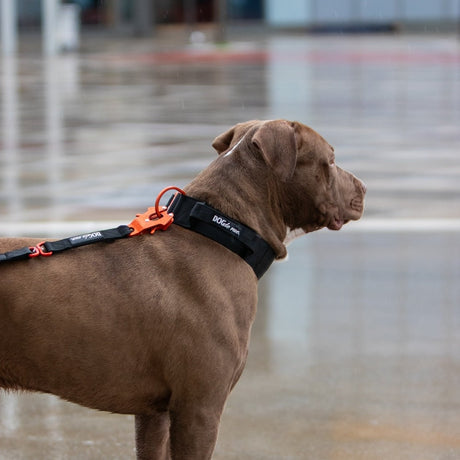 Laisse Tactique – Signature – Hot Orange - Dog De Rue