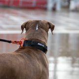 Collier Tactique 5cm – Signature – Hot Orange - Dog De Rue