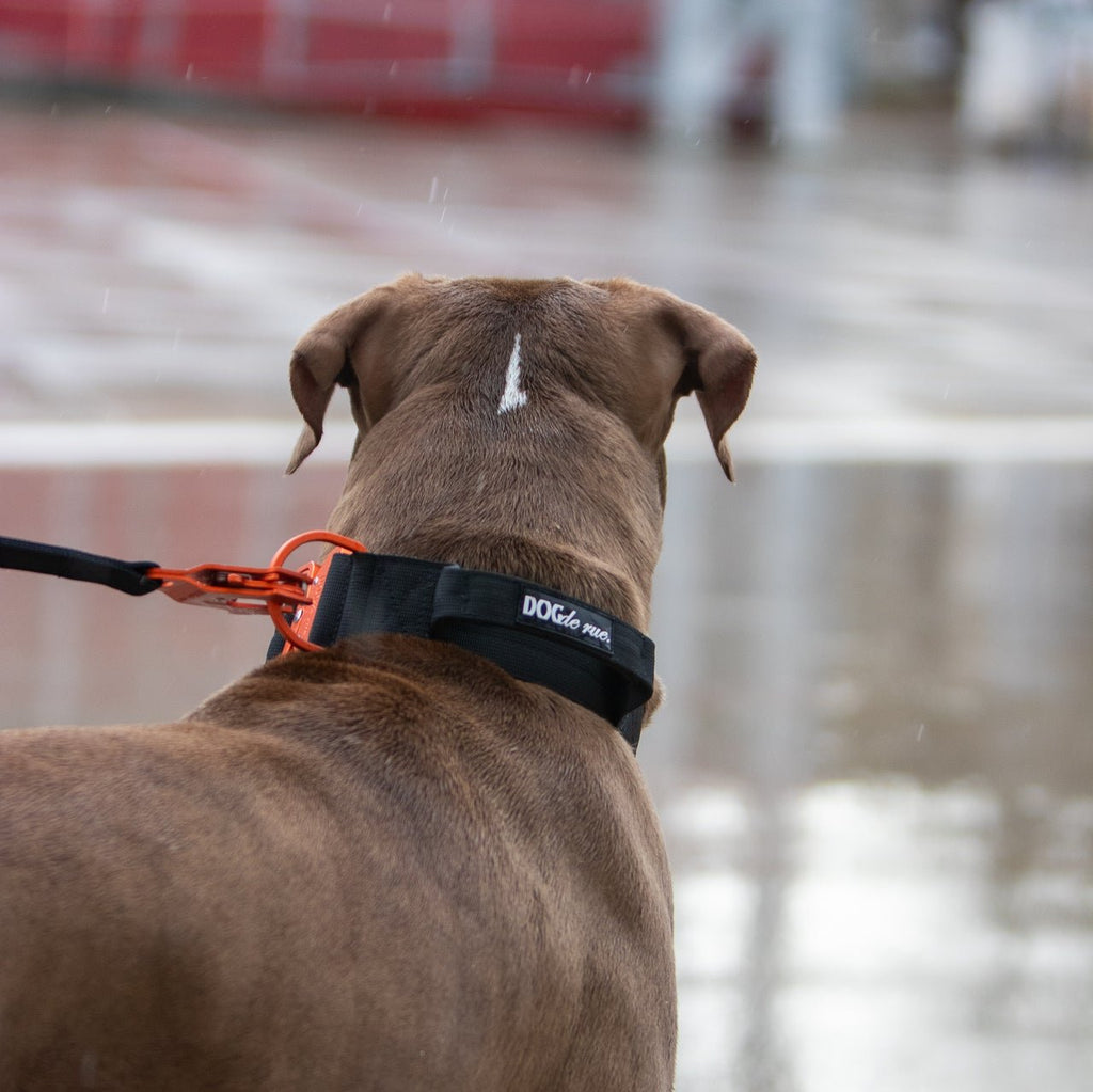 collier tactique chien noir signature 5cm poignée dogderue