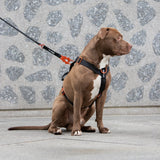 Harnais Anti - Traction – Signature – Hot Orange - Dog De Rue