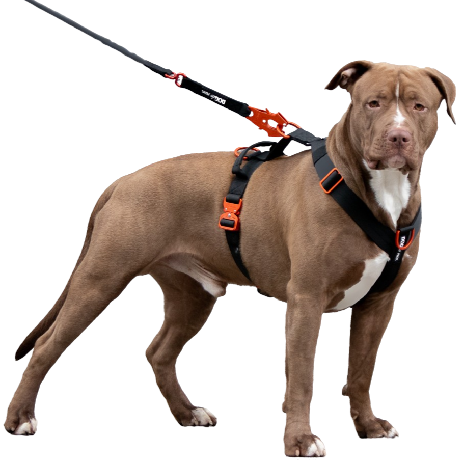 harnais anti-traction tactique chien puissant dogderue