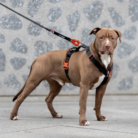 Laisse Tactique – Signature – Hot Orange - Dog De Rue
