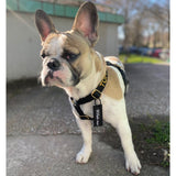 Médaille - Label Noir - Dog De Rue